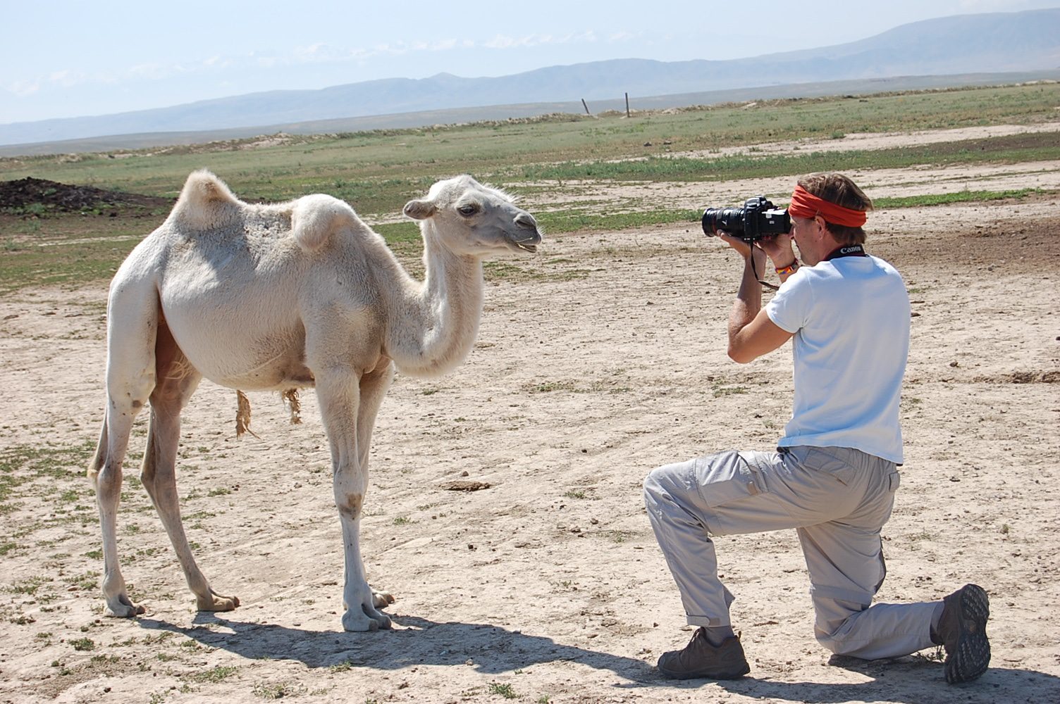 weisses Kamel in kasachischer Steppe bei Dshambul