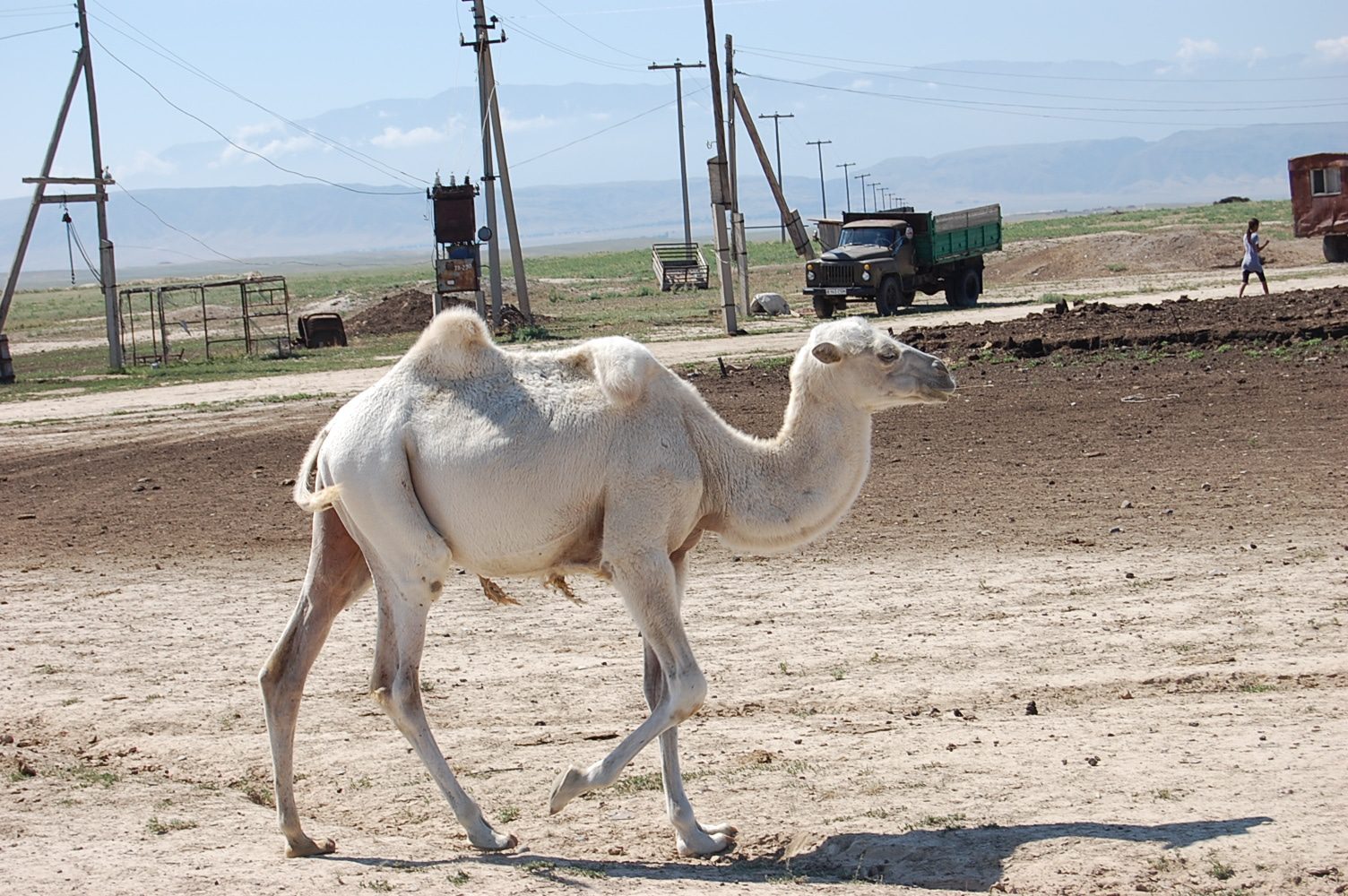 Kamel in Kasachstan