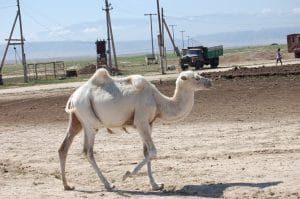 weißes Kamel in kasachischer Steppe