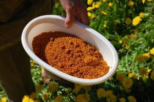 Eine Schale mit Loewenzahnpollen aus Trakehnen