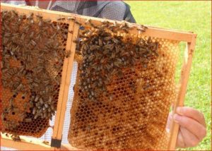 Wechselrahmen mit Waben und Bienen