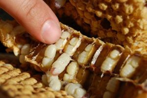 entdeckelte Bienenwabe mit Drohnenlarven