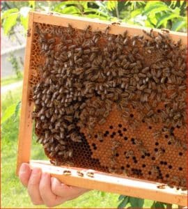 Wechselrahmen mit Wabe und Bienen