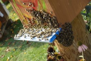 Bienenschwarm an Bienenhaus