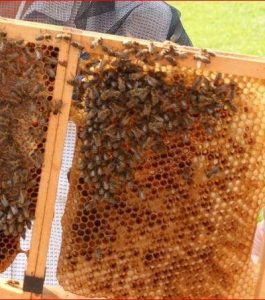 Rahmen mit Bienenwaben in Trakehnen