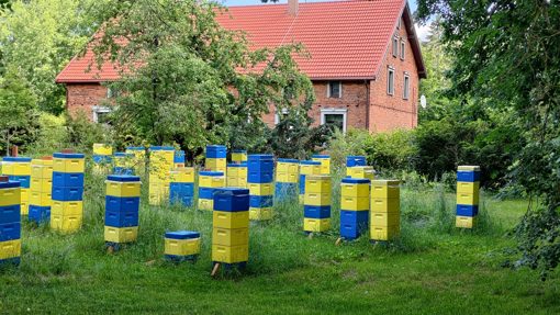 BienenBittehnen Bienenkaesten in den Farben der Ukraine im litauischen Dorf Bittehnen an der Memel